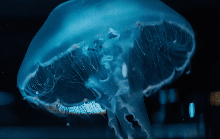 Bioluminiscent jellyfish glowing in the depths of the ocean