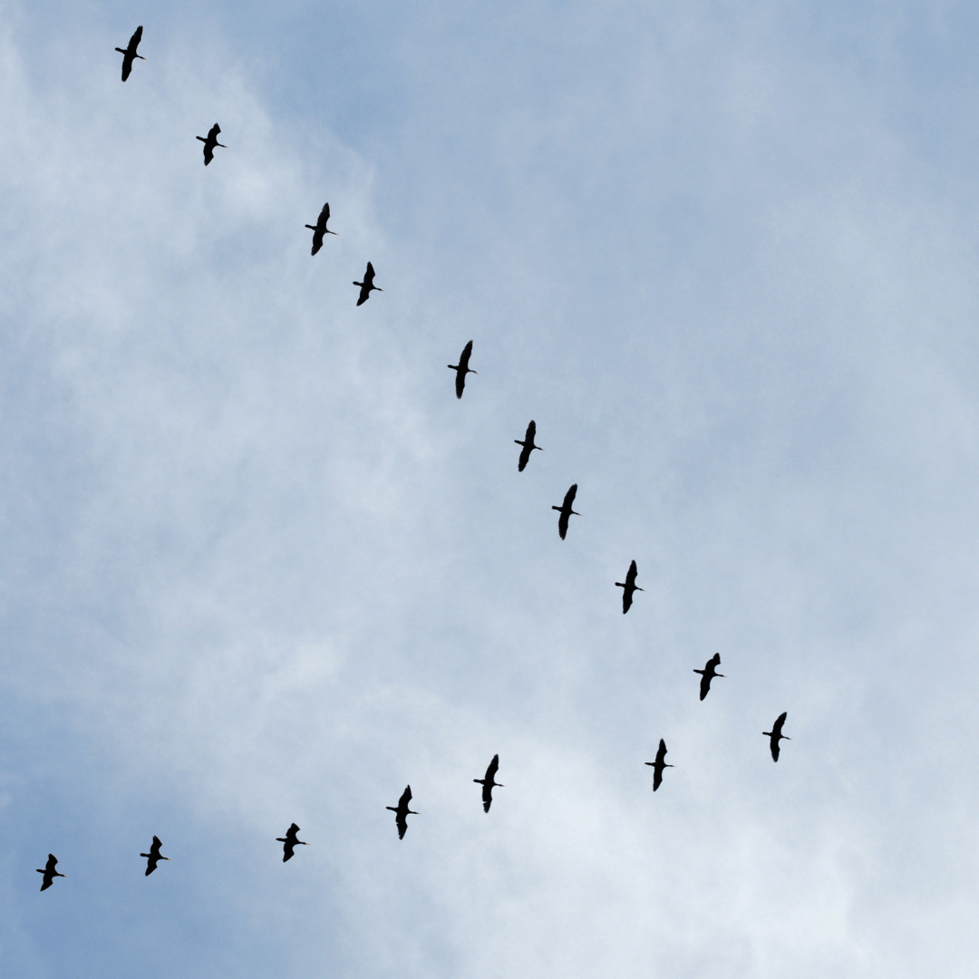 Birds flying together in formation, representing interdependence in creation