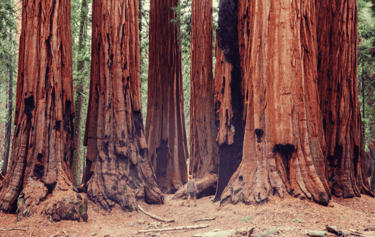 Child gazes in awe of the great redwoods