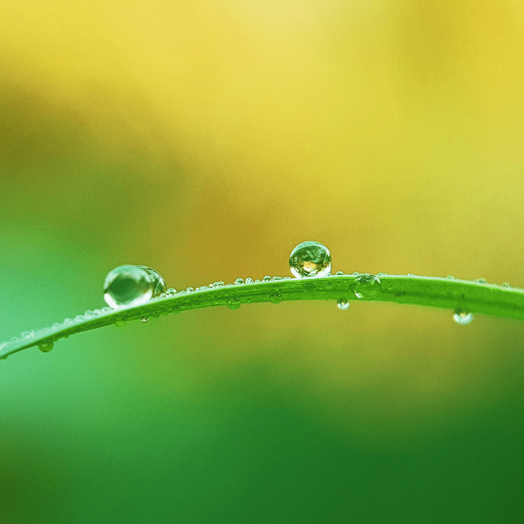 Close-up of morning dew on a leaf, representing quiet details of creation