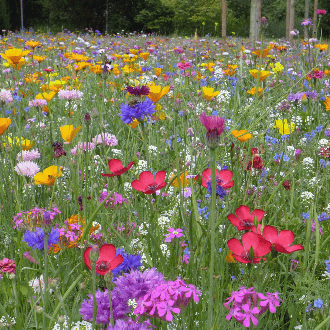 Field of wildflowers in bloom, representing abundance in creation