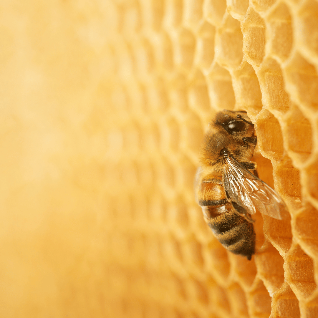 Macro photo of a natural geometric pattern, illustrating intentional design in creation
