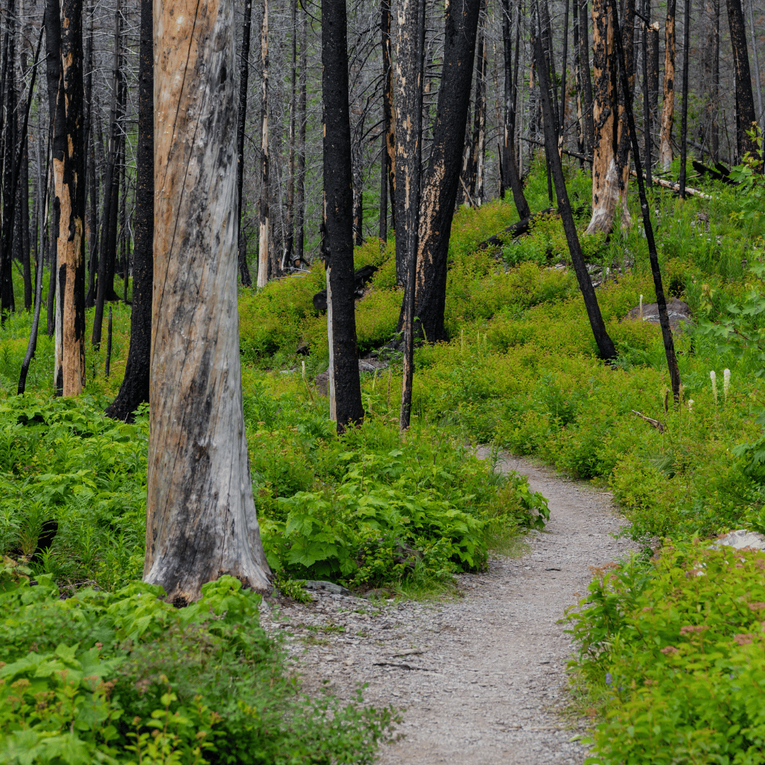 New growth emerging from burnt forest, symbolizing renewal in nature