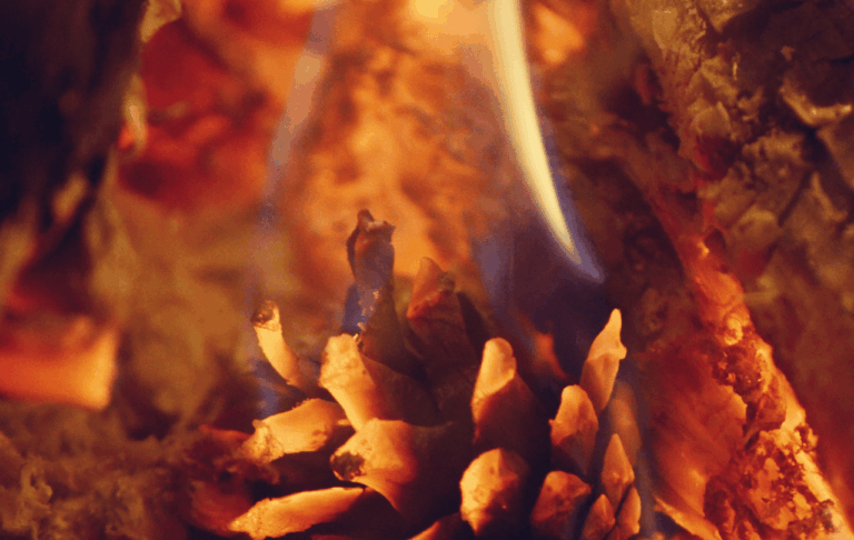 Pine cone burning in forest fire flames