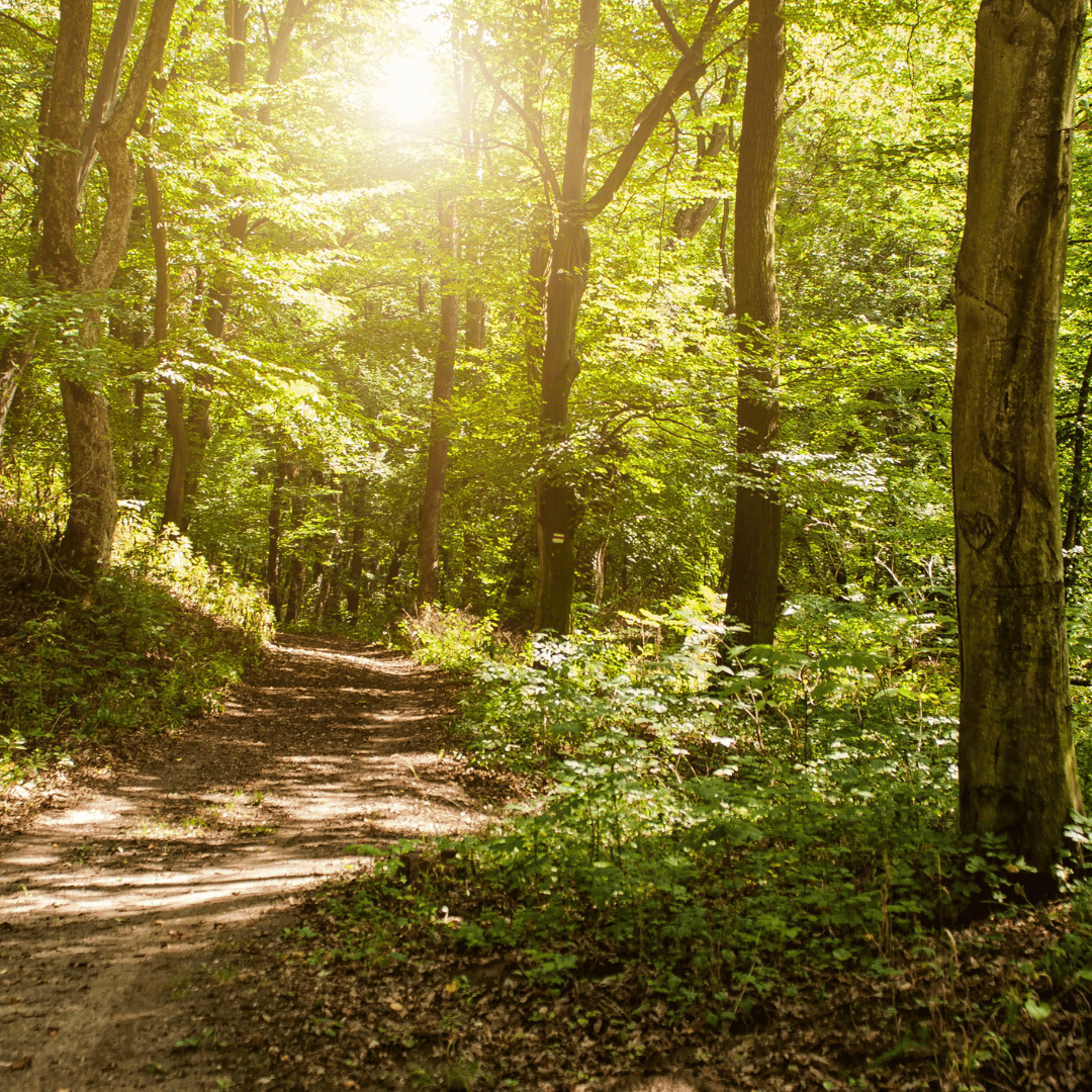 Sunlit trail through the woods, inviting further exploration