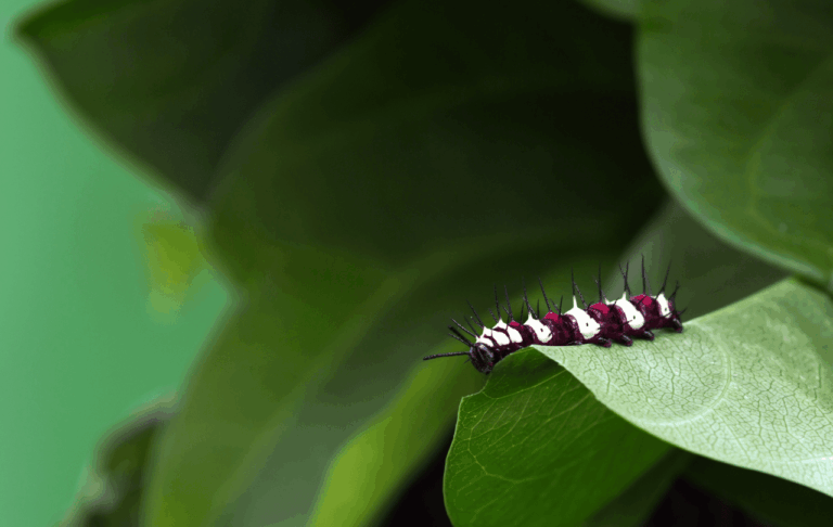 Tree Nymph caterpillar on leaf