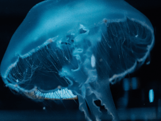 Bioluminiscent jellyfish glowing in the depths of the ocean