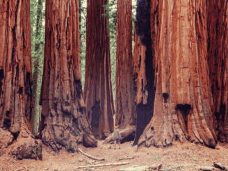 Child gazes in awe of the great redwoods