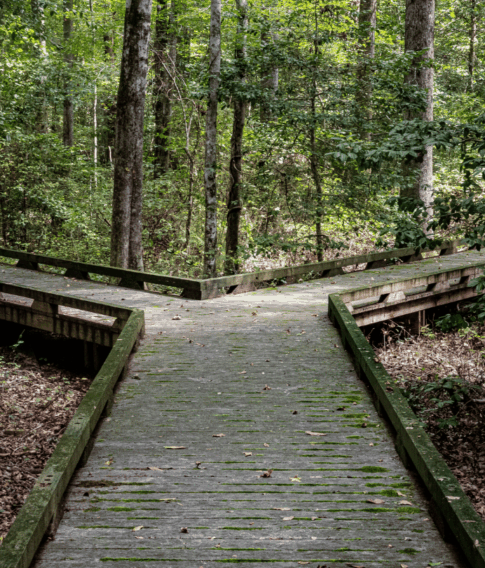 Forked path, representing a life transition decision point