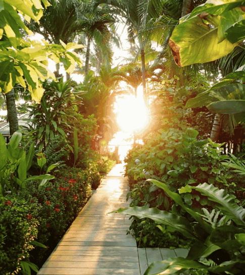Morning sunlight along green pathway, symbolizing wholeness and flourishing