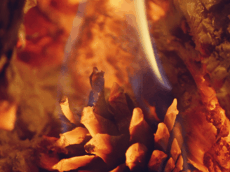 Pine cone burning in forest fire flames