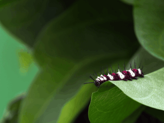 Tree Nymph caterpillar on leaf